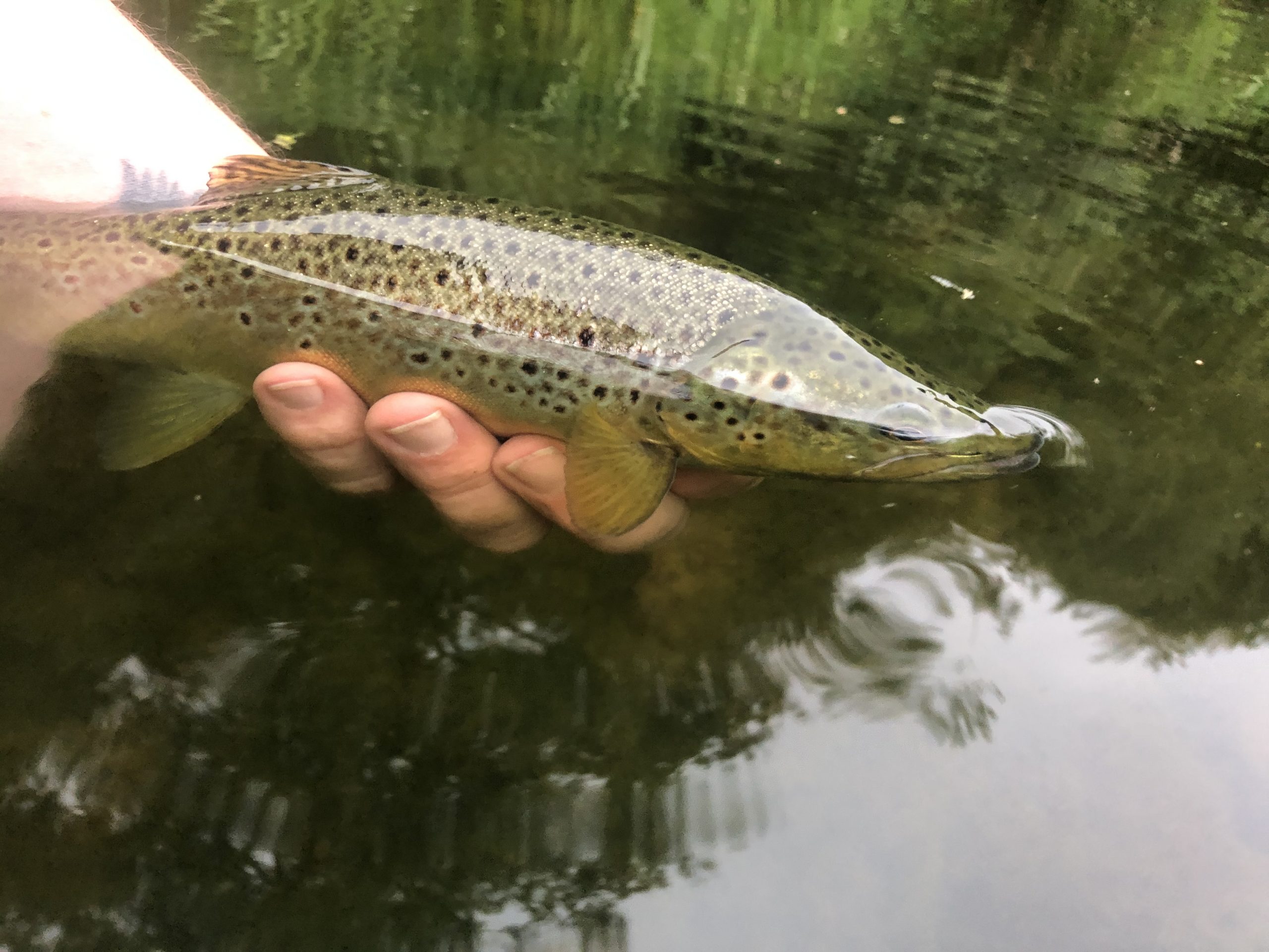 Fly fishing for wild brown trout The Devon School of Fly Fishing