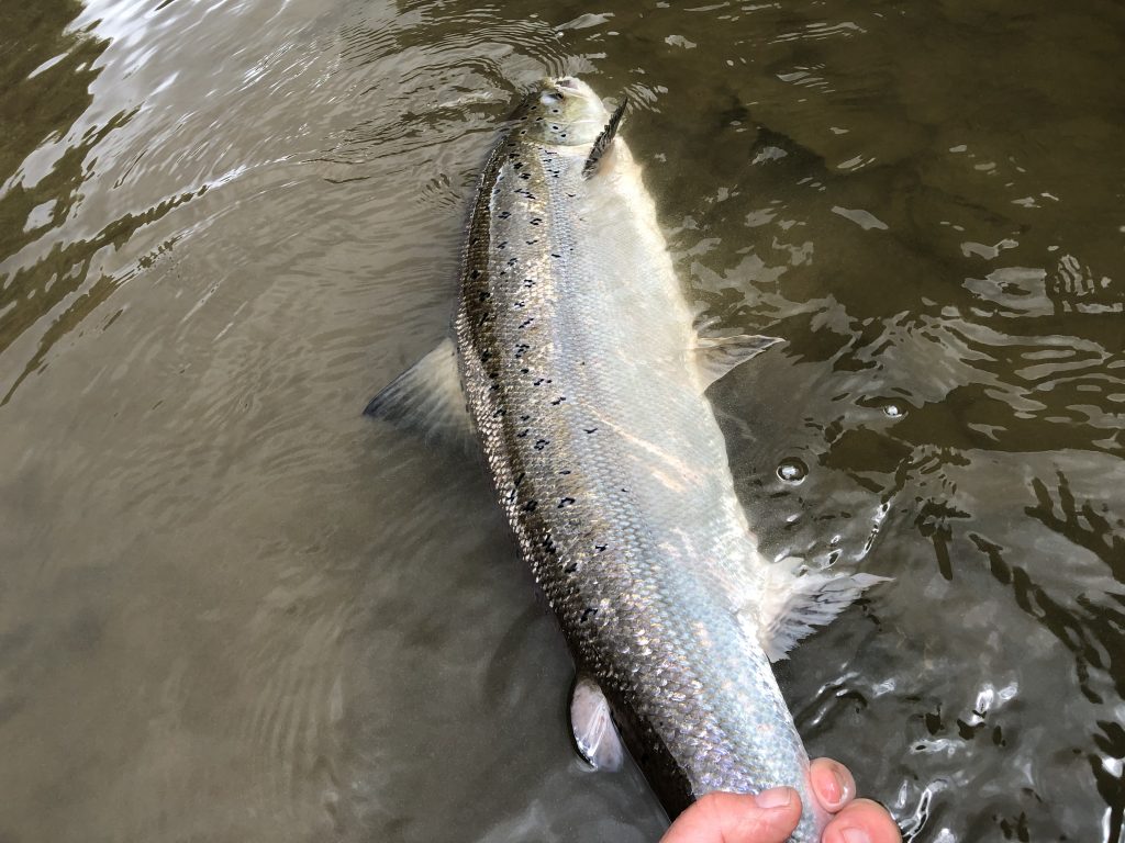 Spring Salmon Fishing - Farlows in the Field