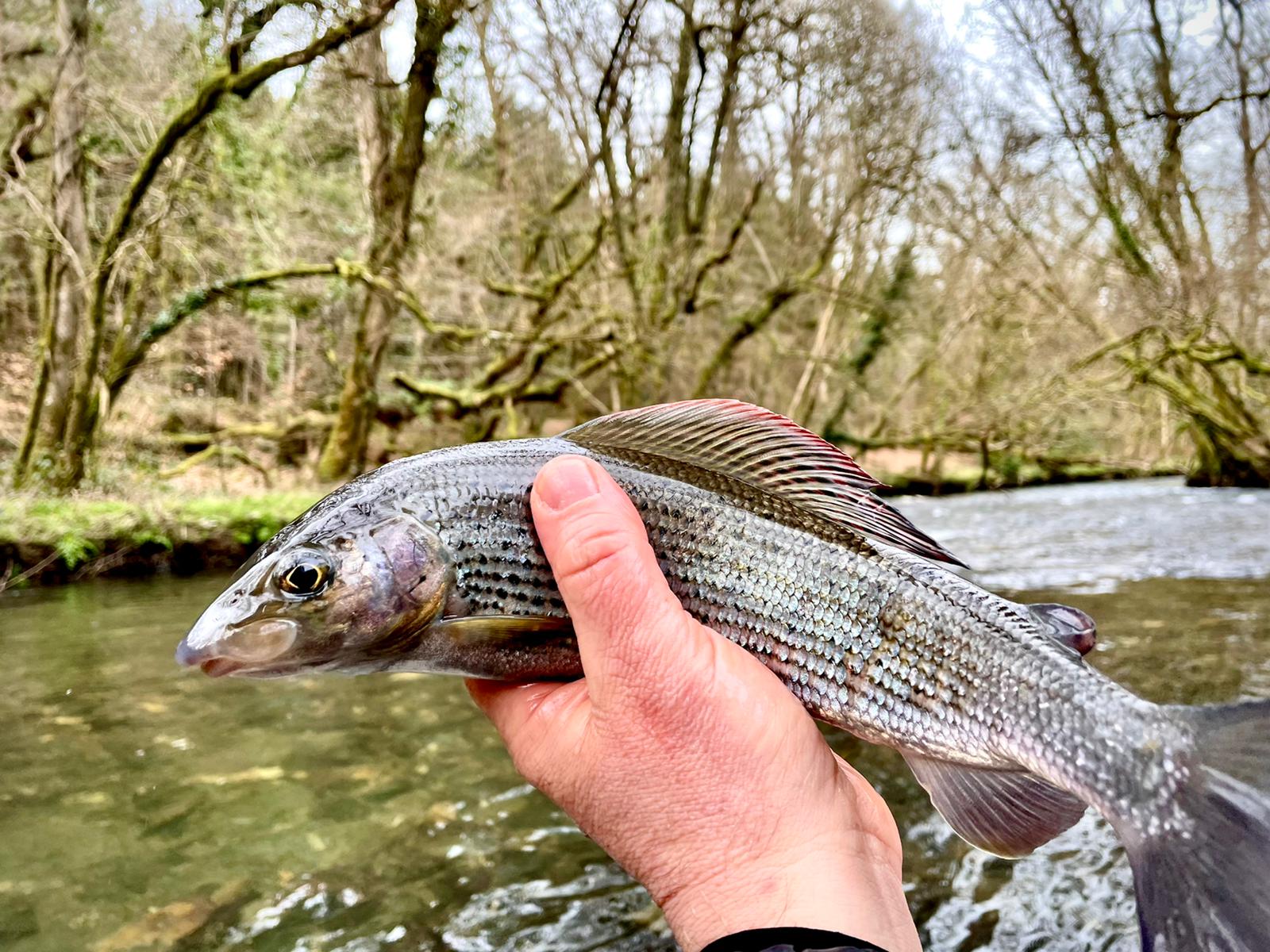 Guided Grayling Fishing in Devon The