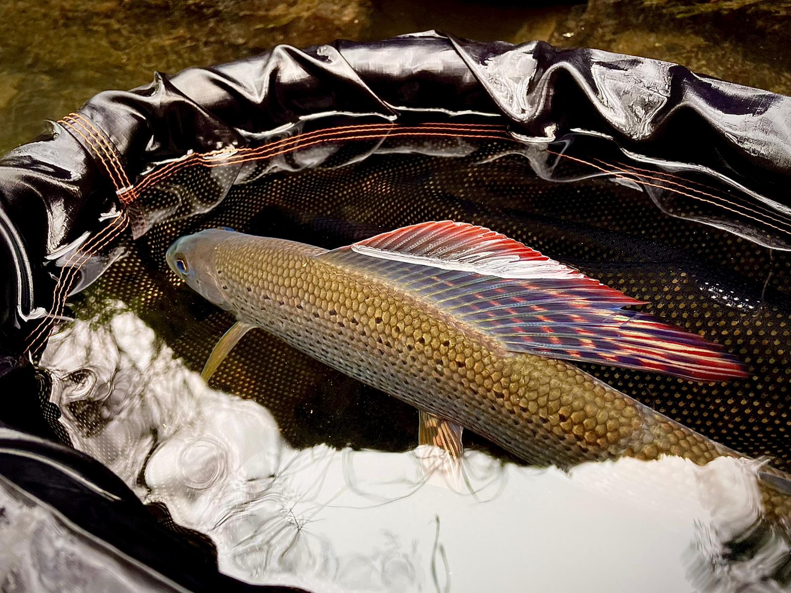 Guided Grayling Fishing in Devon The Devon School of Fly Fishing