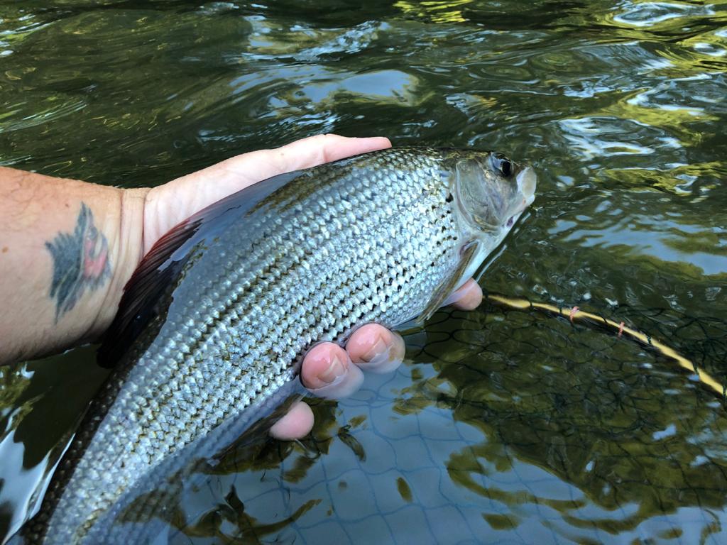 Grayling fishing in Devon The Devon School of Fly Fishing