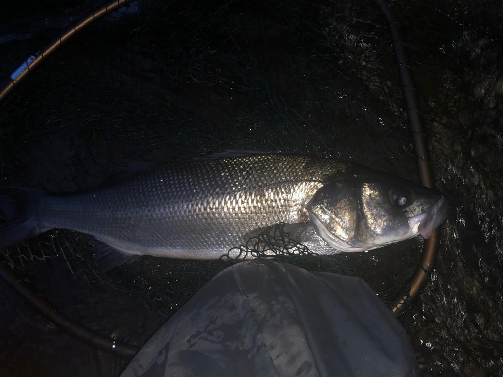 Fly fishing for Bass in Devon - The Devon School of Fly Fishing