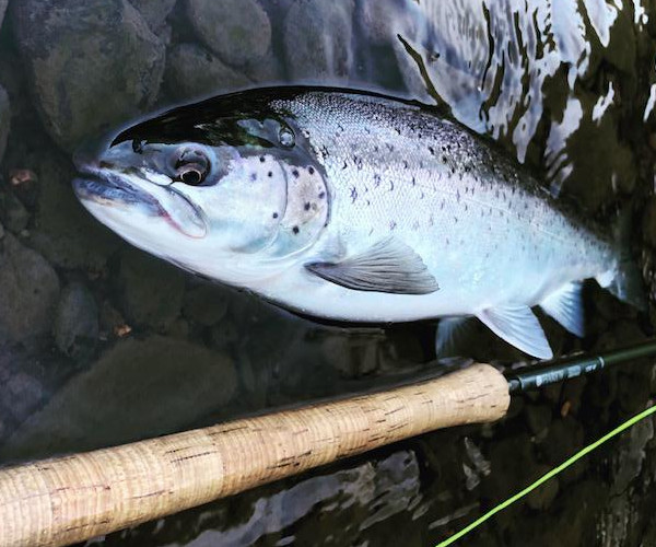 Sea trout fishing lessons in Devon with the Devon School of Fly Fishing