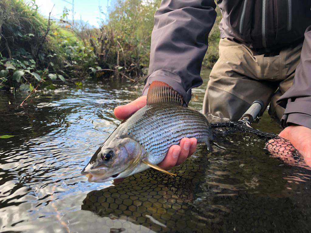 Guided Grayling Fishing in Devon The Devon School of Fly Fishing
