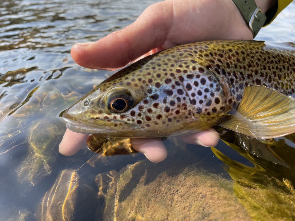 Opening week Salmon success and looking towards the Trout season