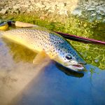 A freshly-caught fish from the Devon School of Fly Fishing