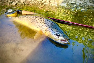 A freshly-caught fish from the Devon School of Fly Fishing